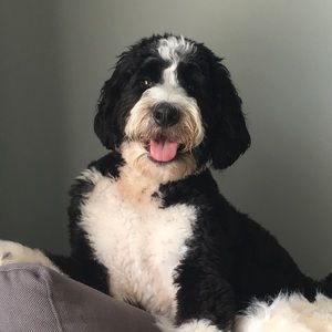 Meet your Posher, Dana